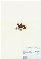 藏品(旋花藻)的圖片